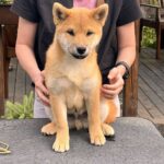 Porsche-male-shiba-inu-puppy-for-sale-1 (2)