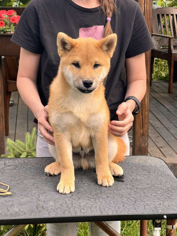 Porsche Shiba Inu Porsche Shiba Inu