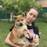 Porsche-male-shiba-inu-puppy-for-sale-1 (3)