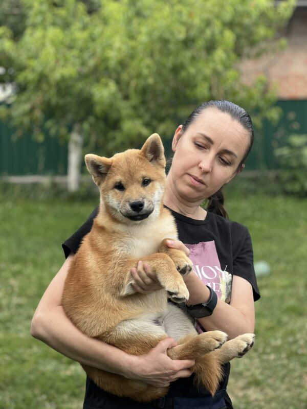 Porsche Shiba Inu Porsche Shiba Inu