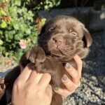 Prima-female-labrador-retriver-Dog-puppy-for-sale-1 (1)