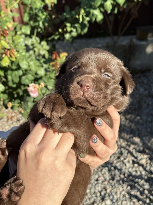 Prima Labrador Retriever Prima Labrador Retriever
