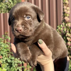 Prima Labrador Retriever