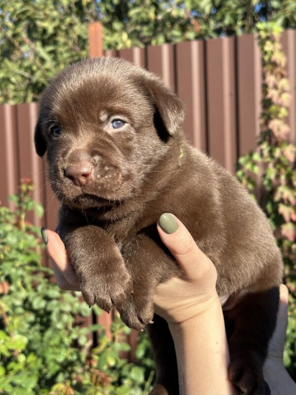 Prima Labrador Retriever Prima Labrador Retriever