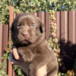 Prima-female-labrador-retriver-Dog-puppy-for-sale-1 (3)