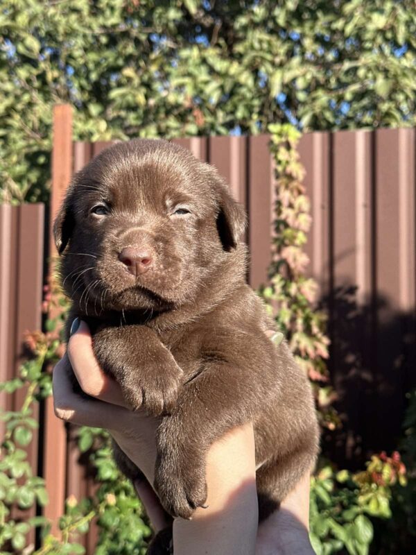 Prima Labrador Retriever Prima Labrador Retriever