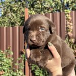 Prima-female-labrador-retriver-Dog-puppy-for-sale-1 (4)