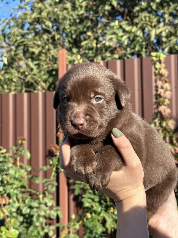 Prima Labrador Retriever Prima Labrador Retriever