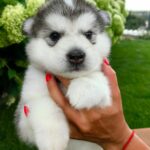 Champion Alaskan Malamute