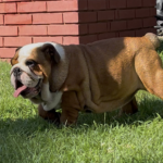 Rosalinda-female-English-bulldog-puppy-for-sale-1 (1)