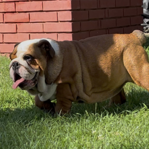 Rosalinda English Bulldog