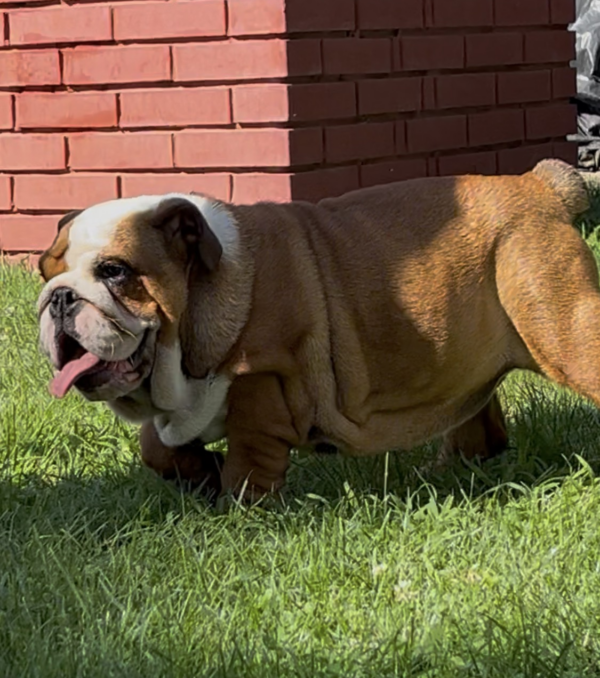 Rosalinda English Bulldog Rosalinda English Bulldog