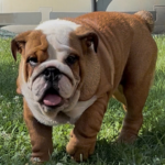 Rosalinda-female-English-bulldog-puppy-for-sale-1 (2)