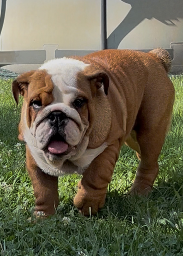 Rosalinda English Bulldog Rosalinda English Bulldog