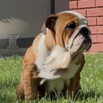 Rosalinda-female-English-bulldog-puppy-for-sale-1 (3)