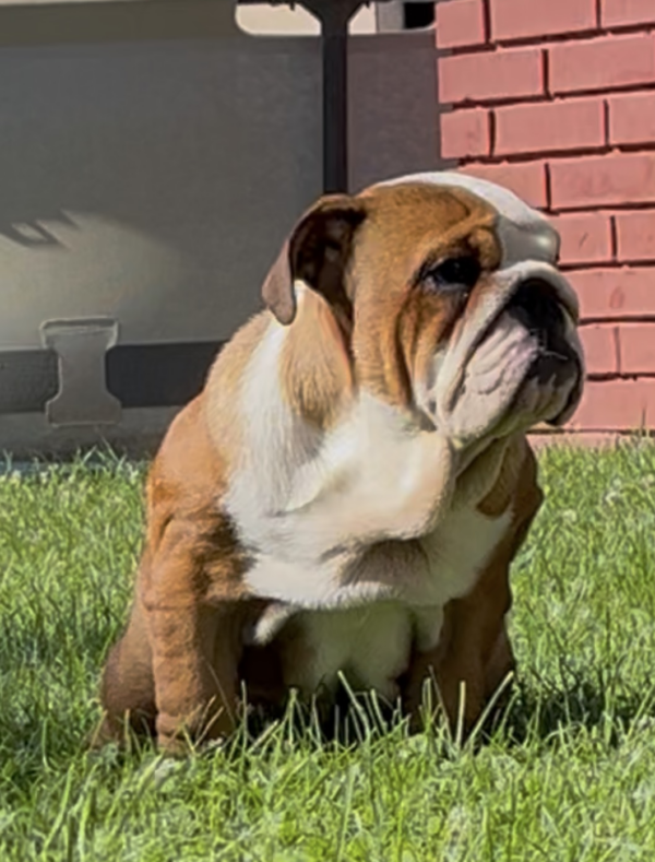 Rosalinda English Bulldog Rosalinda English Bulldog