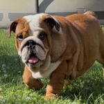 Rosalinda-female-English-bulldog-puppy-for-sale-1 (4)