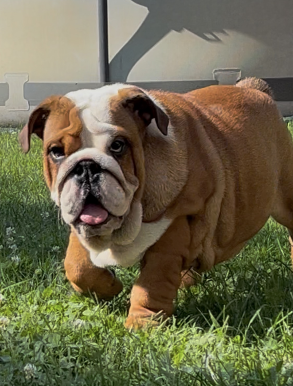 Rosalinda English Bulldog Rosalinda English Bulldog