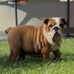 Rosalinda-female-English-bulldog-puppy-for-sale-1 (5)