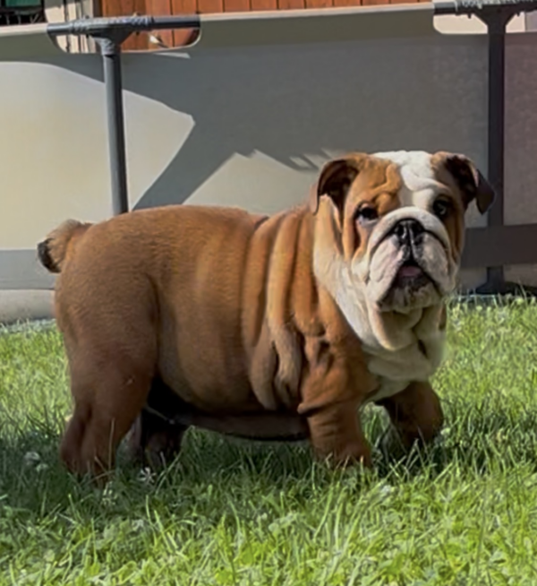 Rosalinda English Bulldog Rosalinda English Bulldog