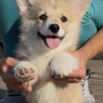 Sarra-female-Corgi-puppy-for-sale-1