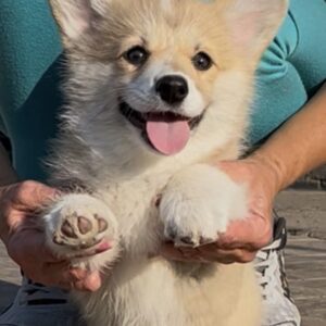 Sarra Welsh Corgi