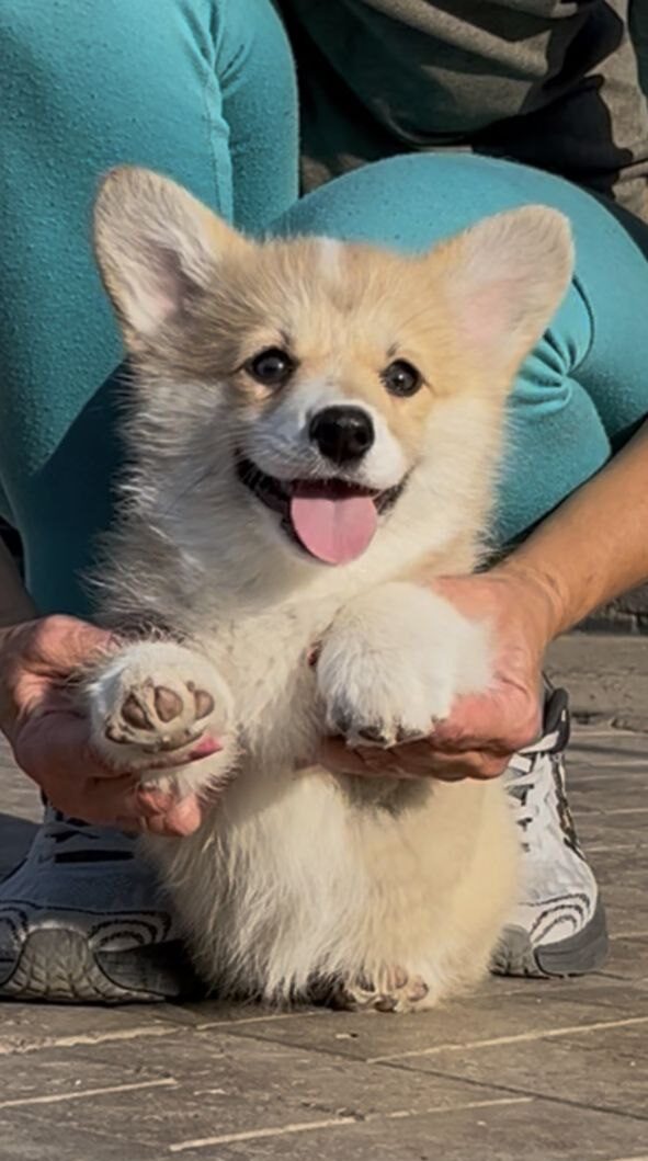 Sarra Welsh Corgi Sarra Welsh Corgi