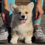 Sarra-female-Corgi-puppy-for-sale-2