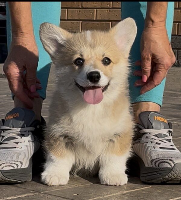 Sarra Welsh Corgi Sarra Welsh Corgi