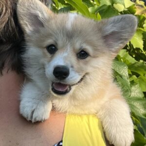 Sarra Welsh Corgi