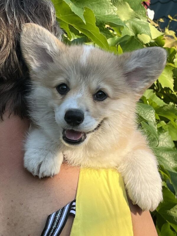 Sarra Welsh Corgi Sarra Welsh Corgi