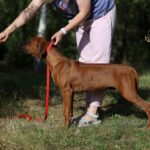 Sayar-male-Rhodesian-Ridgeback -puppy-for-sale-1