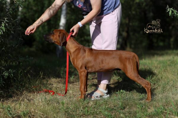 Sayar Rhodesian Ridgeback