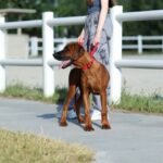 Sayar-male-Rhodesian-Ridgeback -puppy-for-sale-2