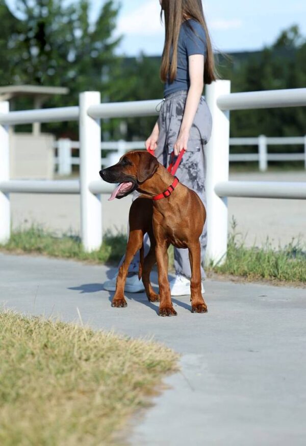 Sayar Rhodesian Ridgeback