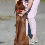 Sayar-male-Rhodesian-Ridgeback -puppy-for-sale-3