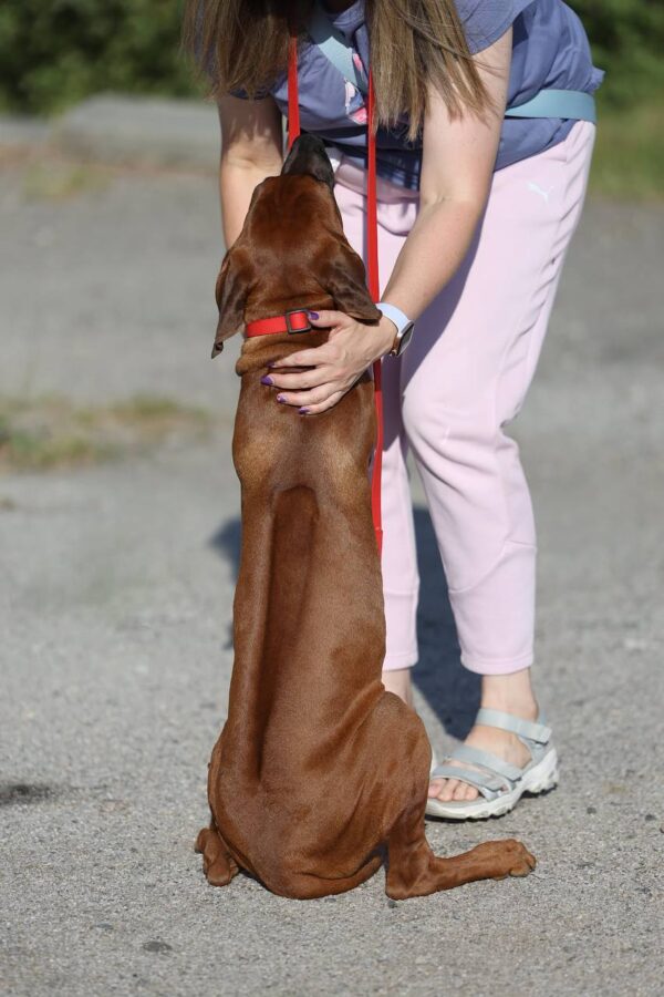 Sayar Rhodesian Ridgeback