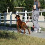 Sayar-male-Rhodesian-Ridgeback -puppy-for-sale-4