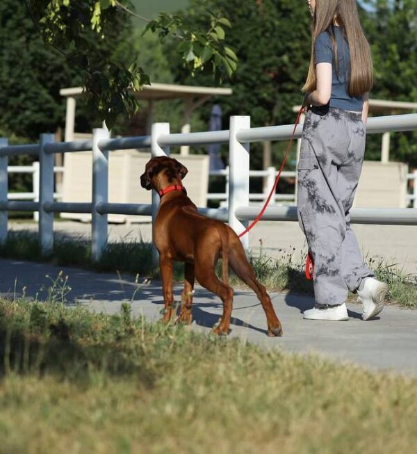 Sayar Rhodesian Ridgeback
