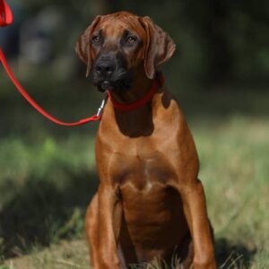 Sayar Rhodesian Ridgeback