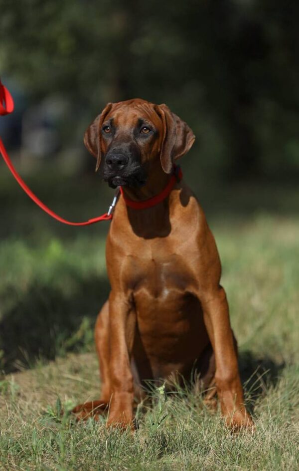 Sayar Rhodesian Ridgeback