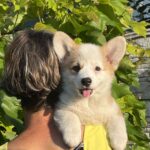 Sayla-female-Corgi-puppy-for-sale-1