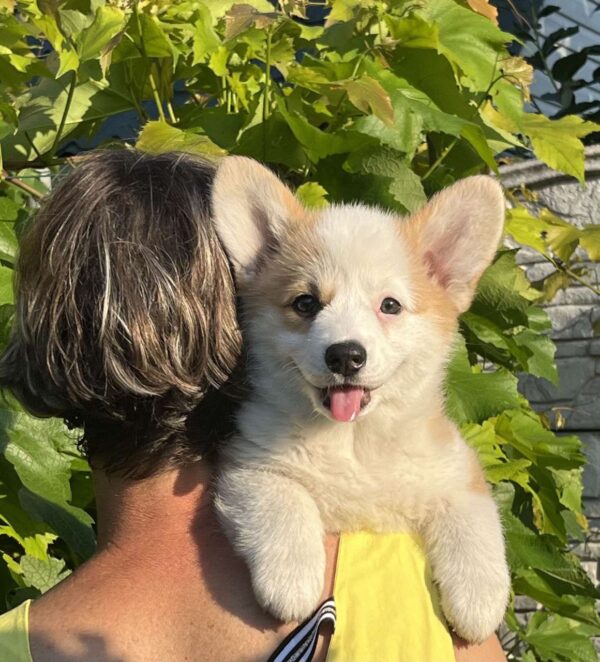 Sayla Welsh Corgi Sayla Welsh Corgi