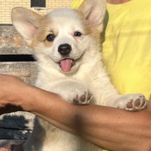 Sayla Welsh Corgi Sayla Welsh Corgi
