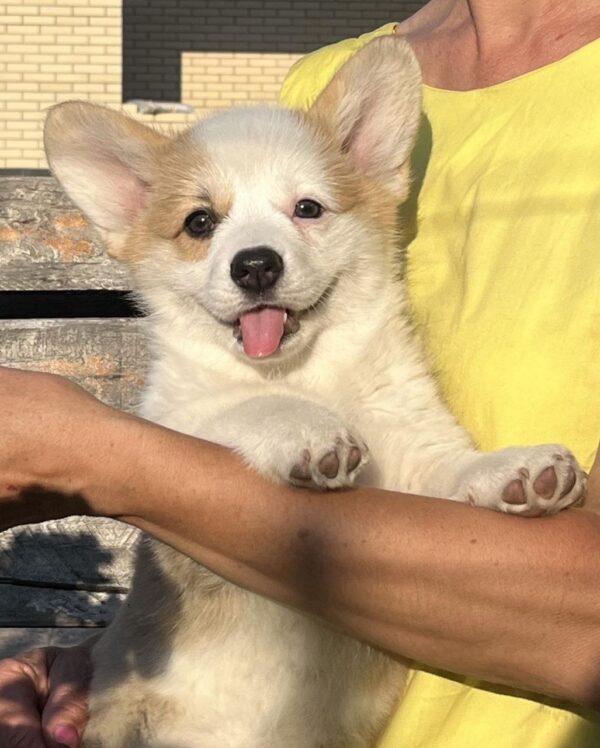 Sayla Welsh Corgi Sayla Welsh Corgi