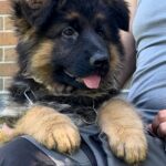 Seona-female-German-Shepherd-puppy-for-sale-1
