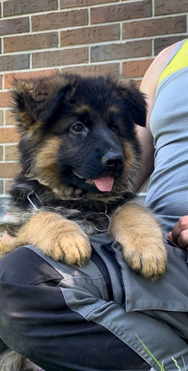 Seona German Shepherd Seona German Shepherd