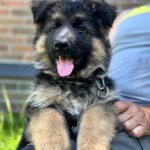 Betty German Shepherd