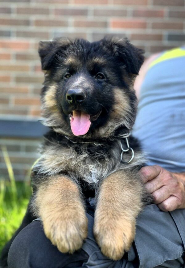 Seona German Shepherd Seona German Shepherd