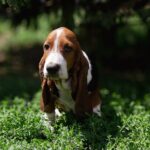 Smokey-male-basset-hound-puppy-for-sale-1 (1)